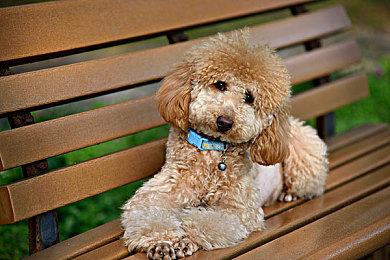 《夺宝奇兵：古老之圈》2月更新 支持DLSS 4和RTX毛发